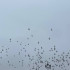 Полная хроника массовой атаки БПЛА на Самарскую область 29 октября