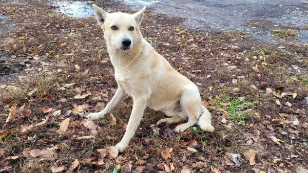 В Тольятти пенсионерку по дороге в храм покусала собака