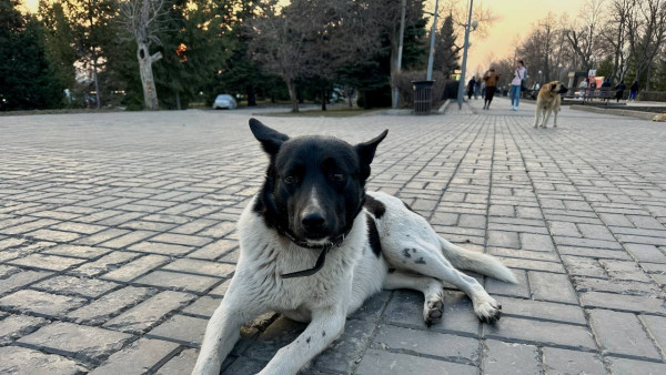 В Сызрани выплатят 80 тысяч рублей мальчику, дважды пострадавшему от укусов бездомной собаки