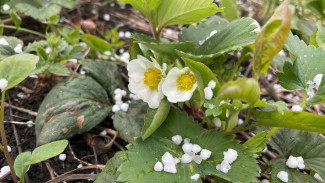 В Самарскую область на три дня пришли дожди с грозами