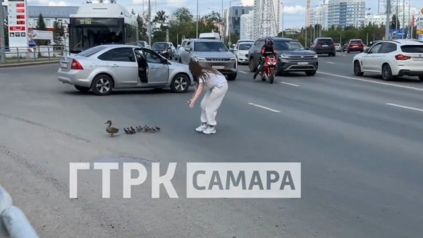 Утиная драма на Ново-Садовой в Самаре: как девушка спасла утиное семейство