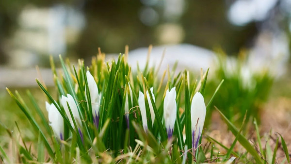 В Самарской области распустились первые подснежники