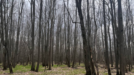 Самарский блогер рассказал, кто мог убить школьника в лесу в Студеном овраге