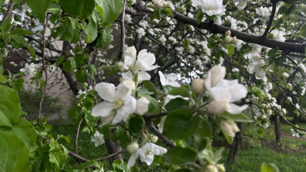 У госпиталя ветеранов появился яблоневый сад