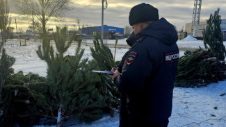 В Самаре полиция пресекла работу «левого» елочного рынка на Магистральной