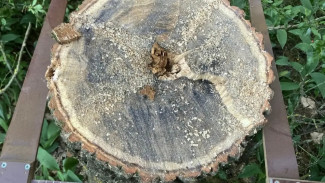 Двое жителей Самарской области срубили 80-летний дуб  для веников и три липы без разрешения 