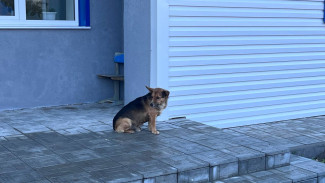 В полиции проверяют информацию о массовом отравлении собак под Самарой