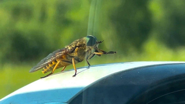 Самарцам рассказали, какие насекомые переносят вирус чикунгунья