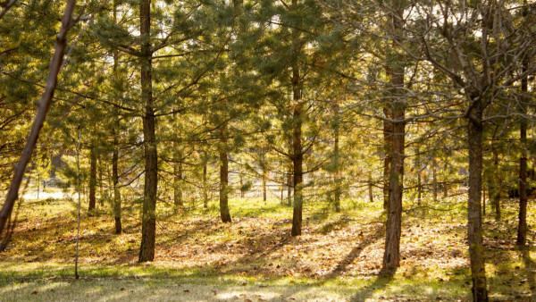 В Самаре с 15 апреля введут особый противопожарный режим