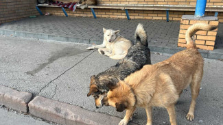 В Самарской области назвали территории, где запрещено подкармливать бездомных собак