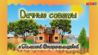 «Дачные советы»: рассада и выращивание лука