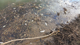 В Самаре заведено уголовное дело по факту массового замора рыбы