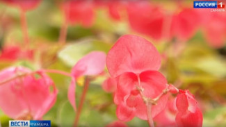 В Самаре на 36 тысячах квадратных метров высадят почти полтора миллиона цветов