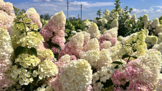 Самарцам рассказали, как ухаживать за гортензиями в августе