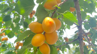 Вера Глухова предупредила самарцев о размножении опасного для дачи вредителя