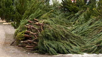 Появился список адресов в Самаре, куда можно сдать новогодние елки с 6 января