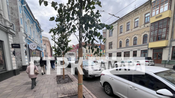 Самара потеряла 20% деревьев за 30 лет из-за действий властей