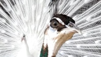 Это весна, Маугли: в самарском зоопарке павлины сошли с ума