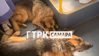 В самарском трамвае заметили пушистых пассажиров 