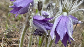 В Самарской области зацвели краснокнижные прострелы 