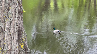 Народные приметы: 20 мая. Что нельзя делать на Купавницу, чтобы не потерять все деньги