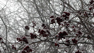 Ученые объяснили, почему Самару ждет нашествие насекомых летом 2026