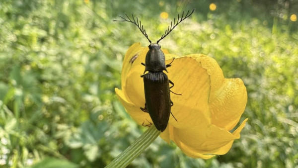В Самарской области заканчивает своё цветение «цветок тролля»