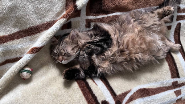 В Самарской области выявили нелицензионную продажу ветеринарных препаратов в интернете