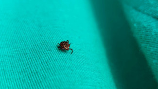 Самарские парки начнут обрабатывать от клещей и комаров 13 апреля