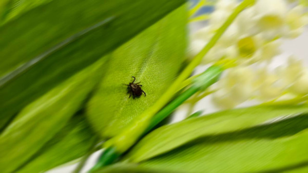 В Самарской области более 800 детей стали жертвами клещей