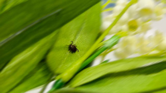 Более тысячи самарцев атаковали весной-летом 2024 года клещи