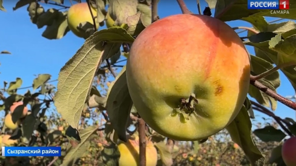 «Хлеб»: садоводство и кадры