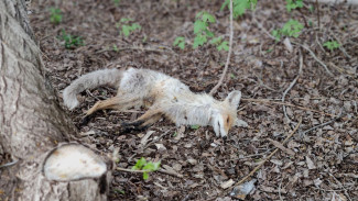 В Самарской области определили перечень смертельных болезней безнадзорных животных