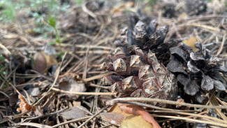 В Самарской области продлили запрет на сборы грибов и ягод в лесу
