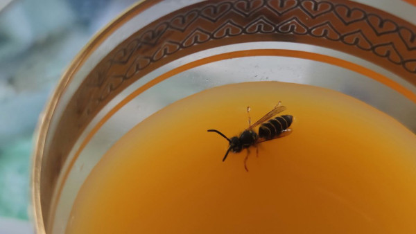 Укус осы: первая помощь при летней неожиданности 