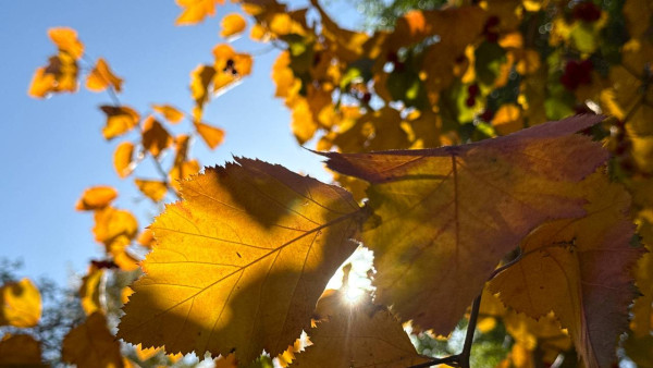 В Самарской области ожидается очень теплое и затяжное "бабье лето"