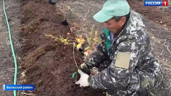 «Хлеб»: фермеры