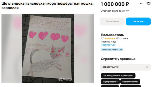 В Самаре кошку шотландской породы хотят продать за 1 млн рублей 