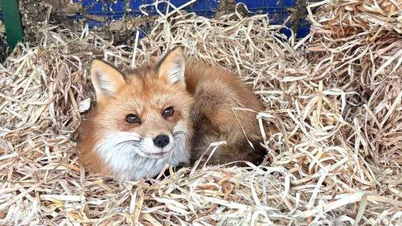 Лисичке Окси помогли устроить уютный домик в Самаре