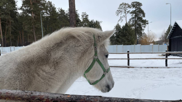Огонь уничтожил вагончики в конно-спортивном клубе в Самаре 