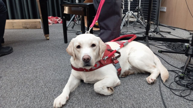 Пес-студент из Самары признан лучшей собакой-поводырем в России