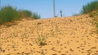 В соседнем с Самарской областью Казахстане началось нашествие саранчи