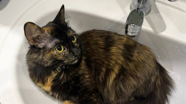 Долг самарцев за холодную воду и канализацию в конце марта превысил 1,5 миллиарда рублей