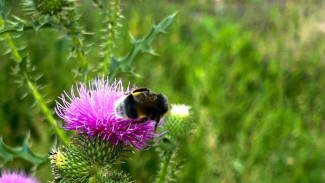 Первая помощь при укусе осы или шершня: рекомендации от врача