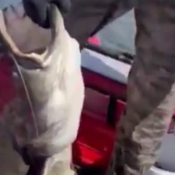 В Самарской области рыбак поймал на Волге сома размером с человека