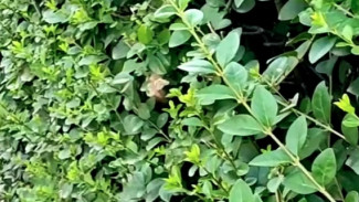 Жители Самары столкнулись с существом похожим на колибри. Или не колибри?