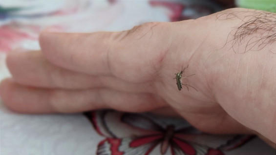 Роспотребнадзор объяснил самарцам, как выбрать средство от комаров