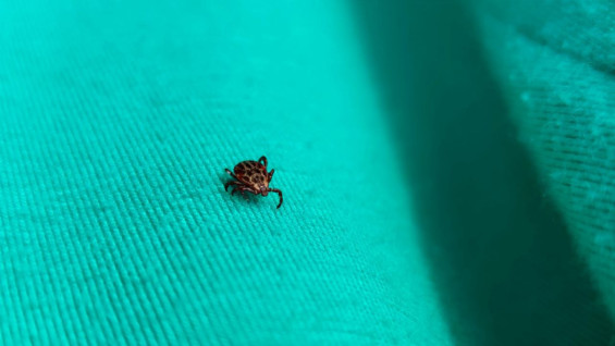 Самарцам рассказали, как бороться с клещами на участке и в городе