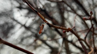Потепление до +6° придёт в Самарскую область к концу недели