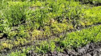 В Самарской области объявили карантин из-за опасных сорняков